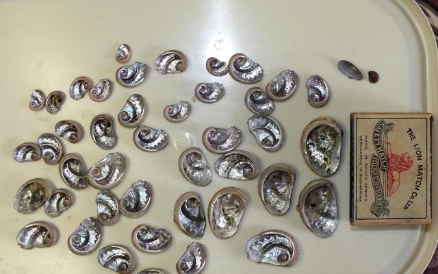 Die 43 “perlemoentjies”, of te wel siffies, wat Frans de Wet in ‘n hotnotvis gevind het 